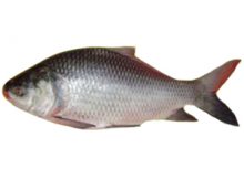 What is a Poker Fish